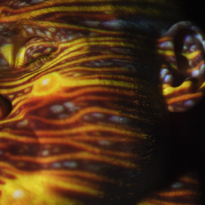 欧妇女乱妇女乱视频
